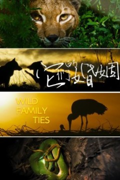 它们的婚姻