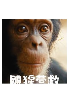 飓猩营救